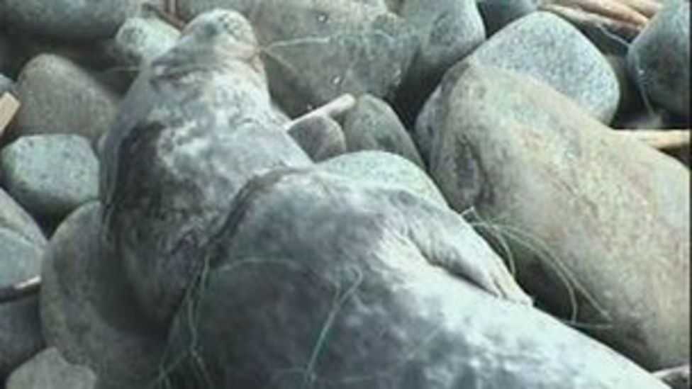 Seal caught in fishing line for 10 days on Isle of May BBC News