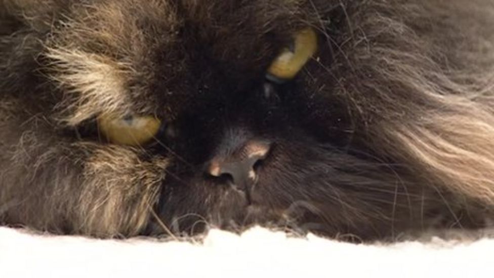 Whitstable cat travels 70 miles after jumping in two cars BBC News