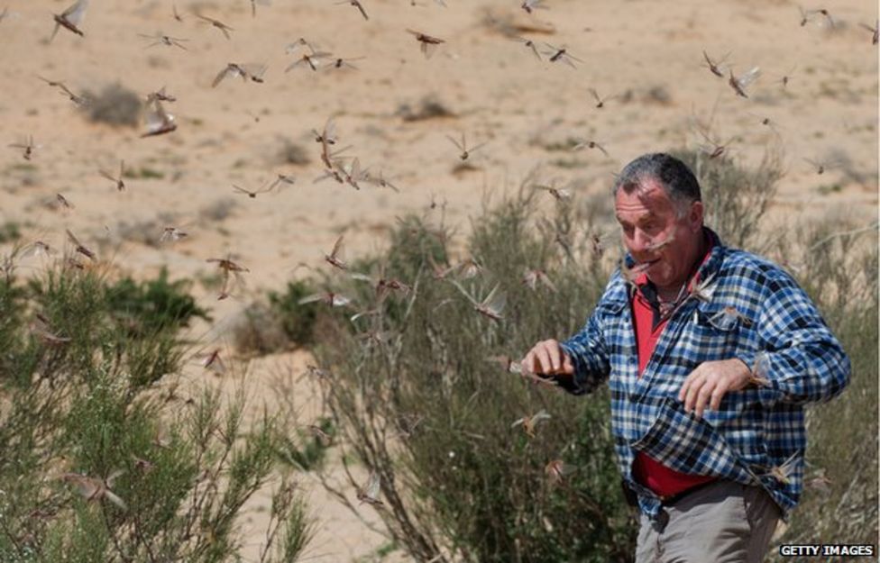 Eating locusts The crunchy, kosher snack taking Israel by swarm BBC News