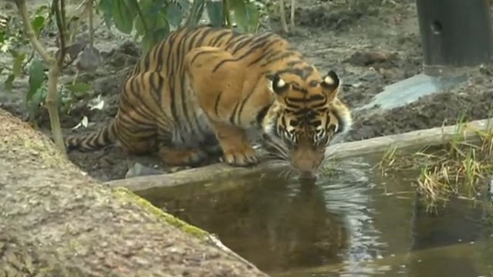 New London Zoo Triplet Tiger Cubs In Rude Health Bbc News