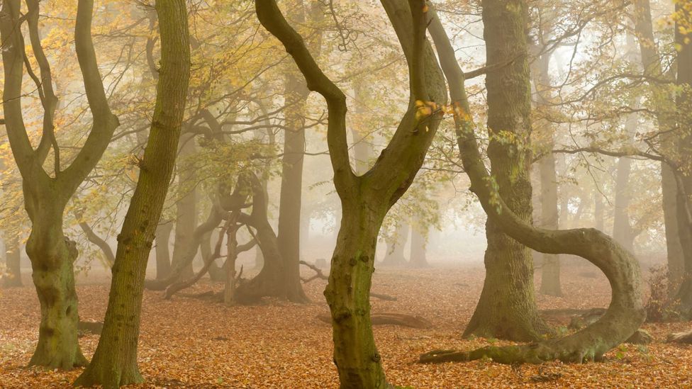 National Forest celebrates 25 years - BBC News