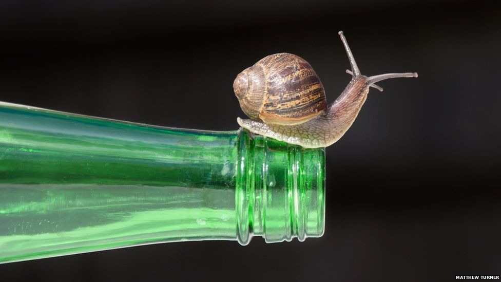 Snail on a bottle