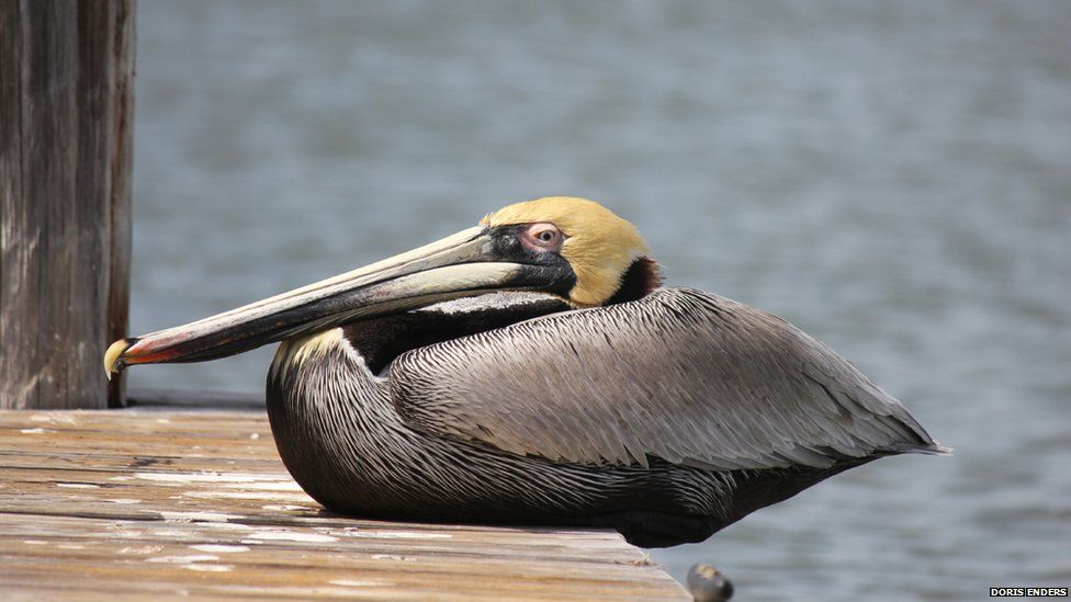 Brown pelican