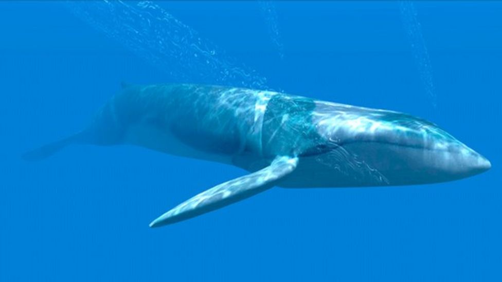 'astonishing' Rise In Blue Whale Numbers - Bbc Newsround