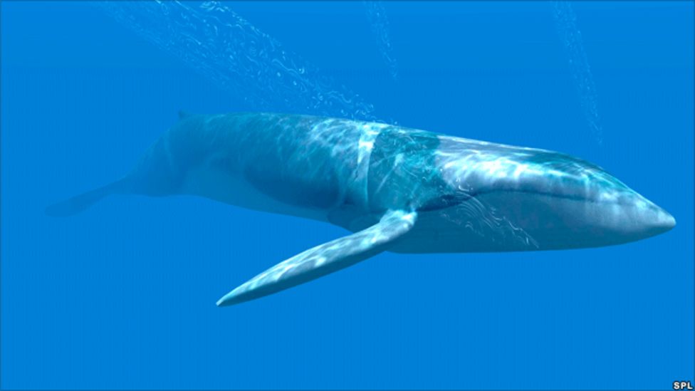 First moving pictures of Omura's whales in the wild released - BBC ...