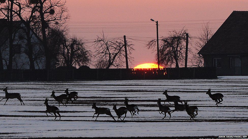A herd of deer run through a snowy field