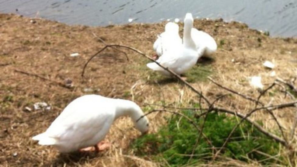 'Antisocial' geese scare Cambridgeshire residents BBC News