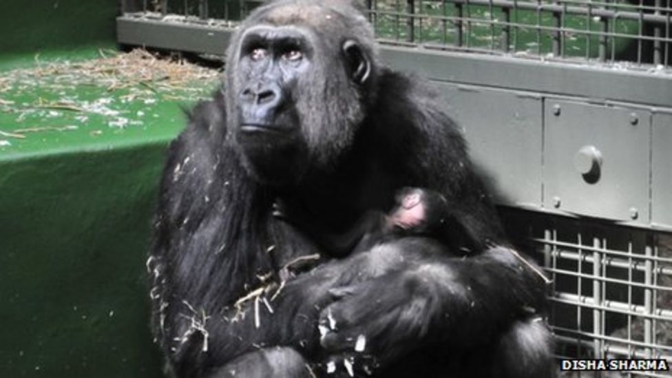 Gorilla Born At Jerseys Durrell Wildlife Park Bbc News