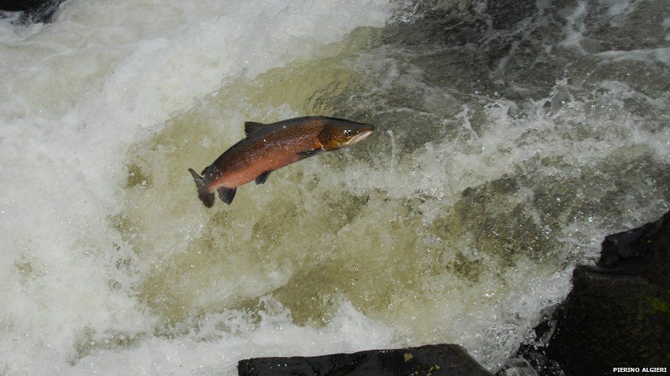 Salmo Salar: Atlantic salmon migrating up the river Lledr in North Wales.