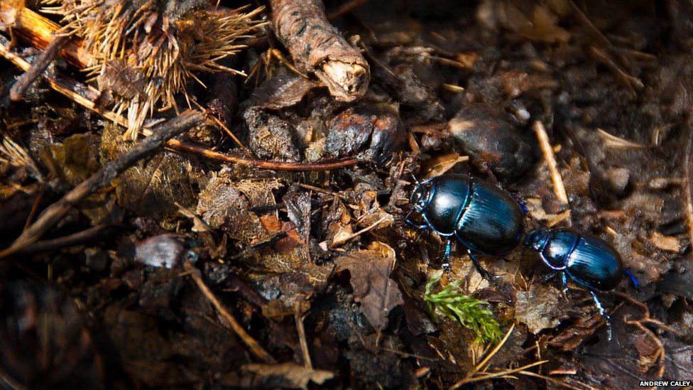 Beetles