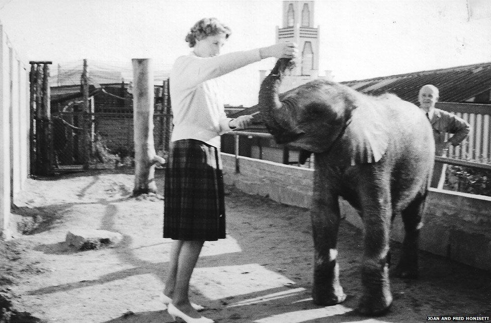 The Farrars’ secretary, Joan Honisett, playing with a baby elephant at Southport Zoo in the early 1960s
