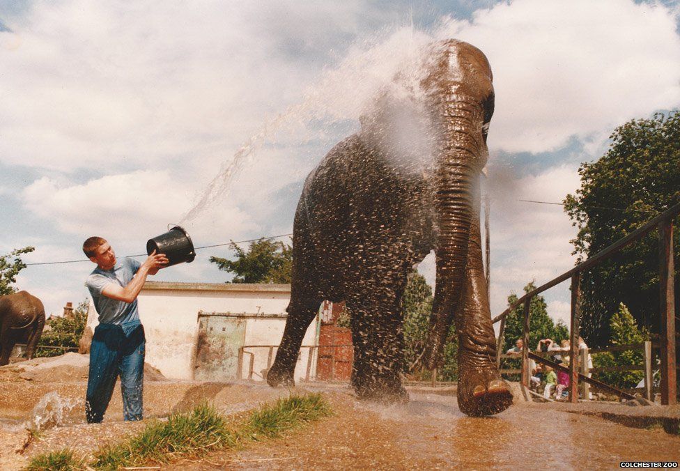 Bath-time in the elephant paddock in the late 1980s.