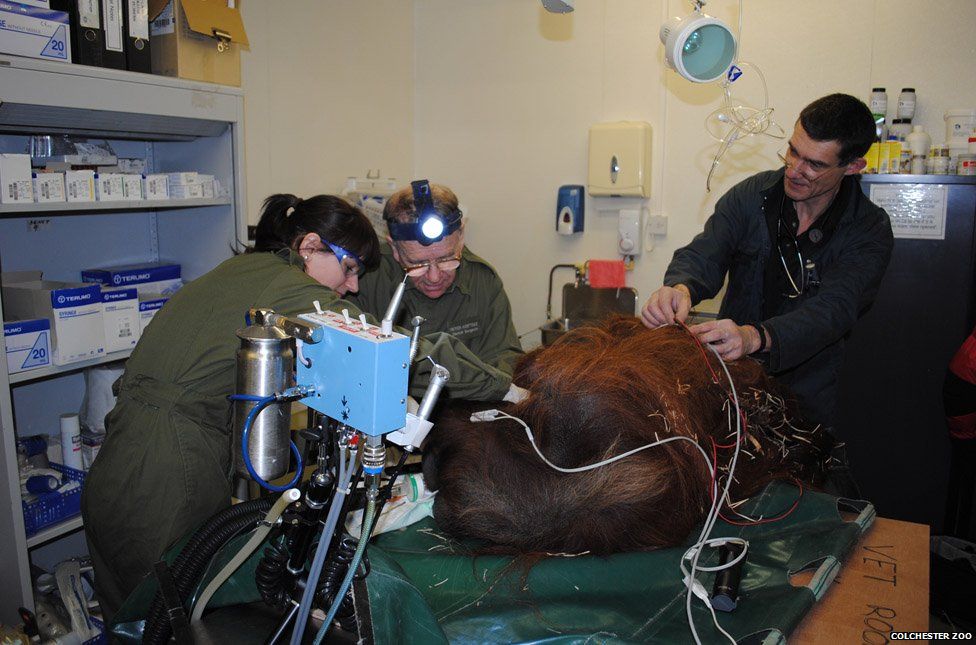 Veterinary specialists Peter Kertesz (centre) and John Lewis (right) perform a dental operation on orangutan Rajang, who has lived at Colchester Zoo since 1980.