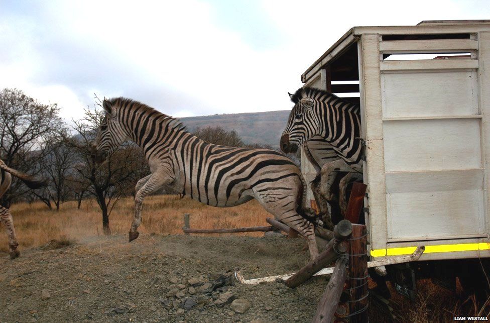 In the past decade the zoo has established a large private nature reserve in South Africa. The first animal releases were made in 2006 and the population has expanded ever since. Here, a group of zebra are released onto the reserve.