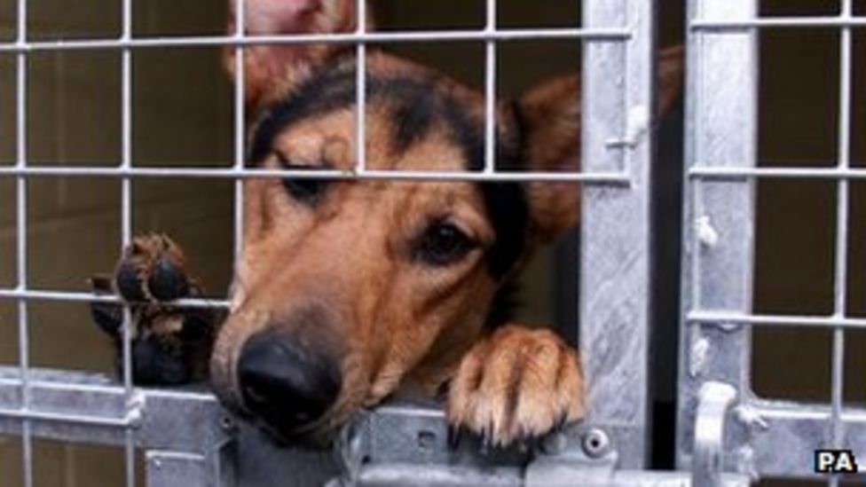 Scotland's Stray Dog Survey shows 22 drop in strays BBC News