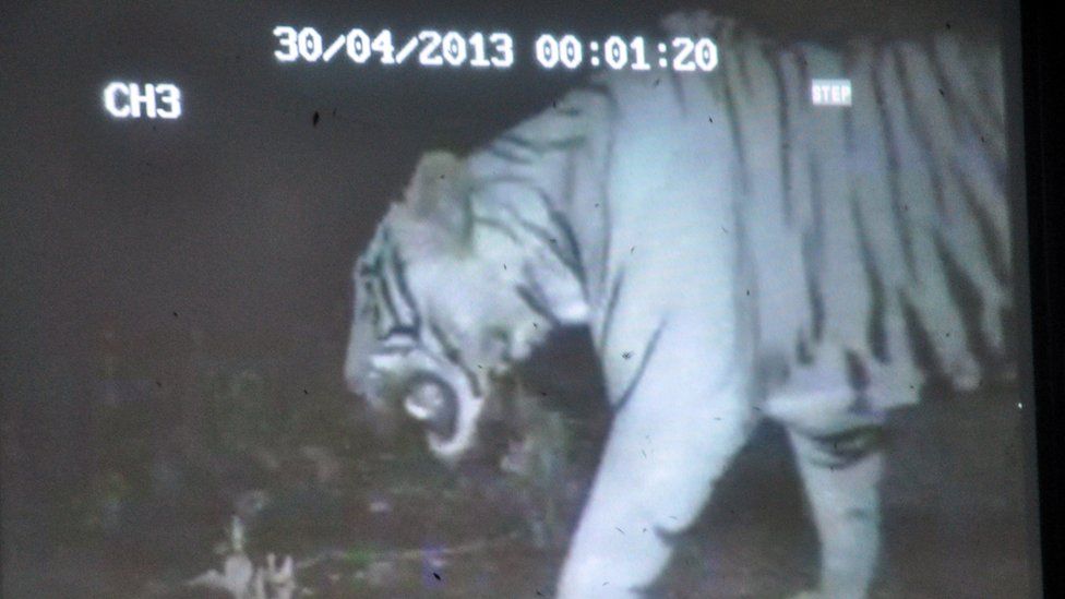 The new male tiger in Nandankanan zoo
