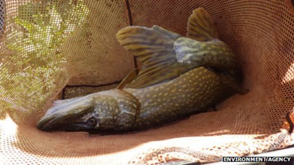 Fish stock in breached Grand Western Canal now 'flourishing' BBC News