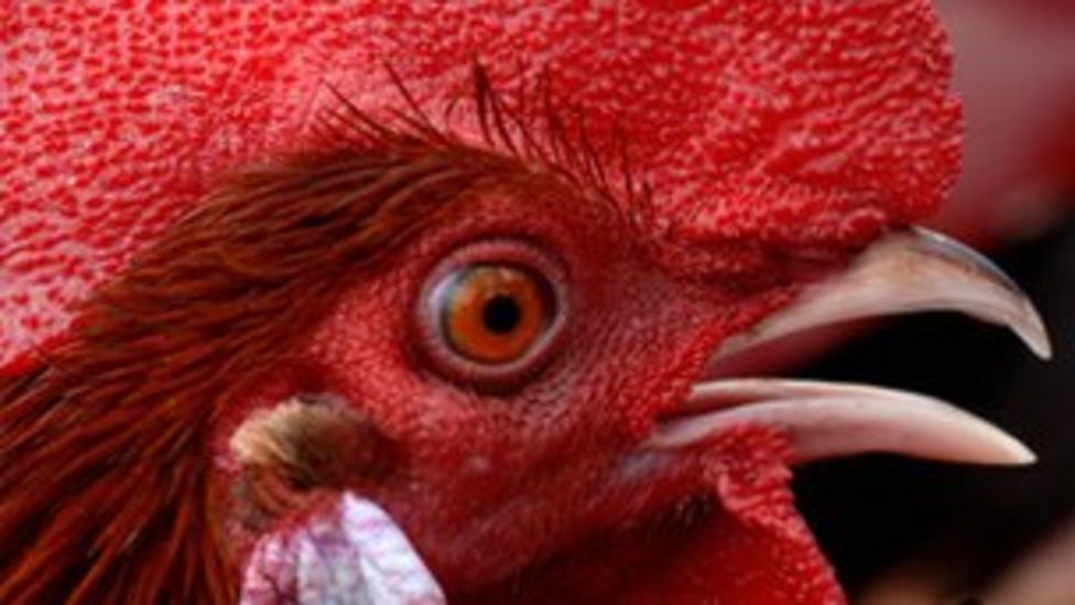 Noisy cockerels and tattoos Brits' bizarre requests for consular help