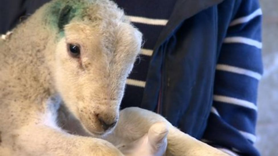 Lamb has ears cut off in attack on Nottinghamshire farm BBC News