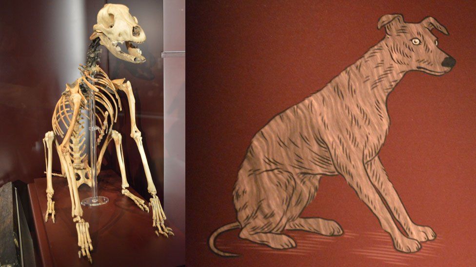 The skeleton of the dog found on the Mary Rose and a drawing of what it is thought to have looked like