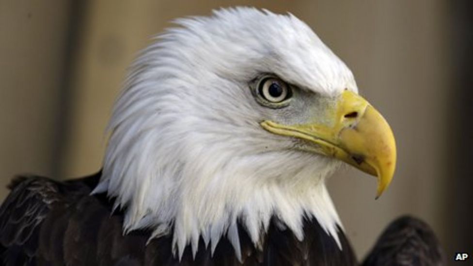 Three bald eagle chicks hatch at Welsh Hawking Centre - BBC News