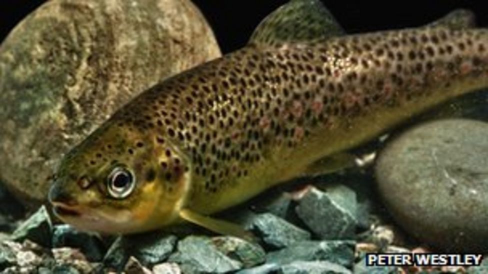 GM salmon can breed with wild fish and pass on genes BBC News