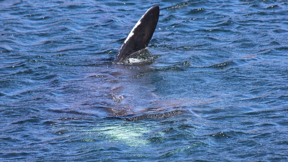 In Pictures: Summer Isles' 'first' Shark Spotted - Bbc News