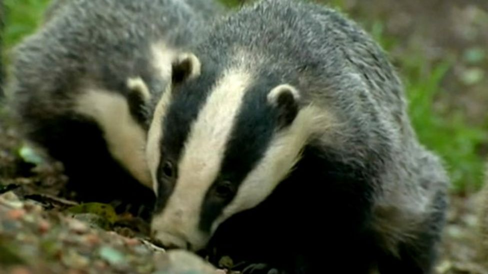 Badger Trust launches legal challenge to further culls BBC News