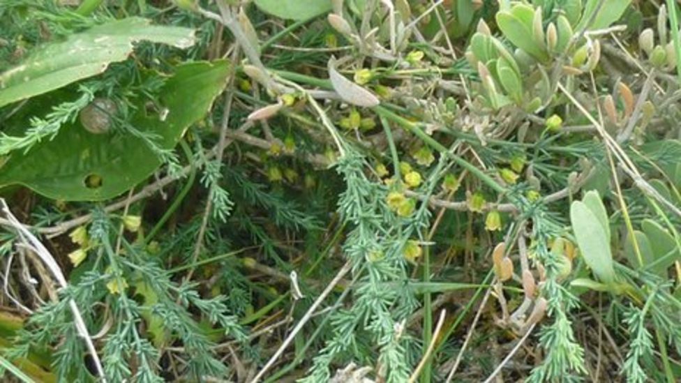 Asparagus business plan 08 picture