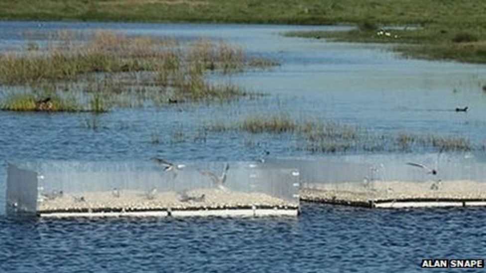 RSPB Saltholme installs raft homes for nesting terns - BBC News