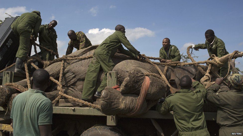 Kenya Wildlife Service wardens securing a sedated elephant, Kenya - Wednesday 19 June 2013
