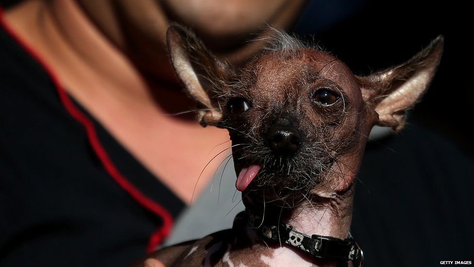 Ugliest dog hotsell mexican hairless dog