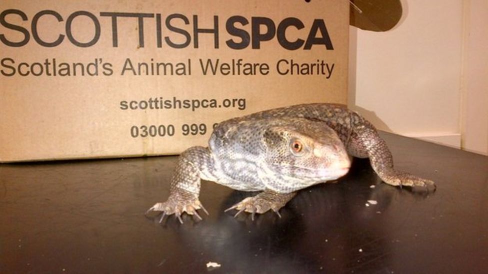 Lizard dumped in Asda toilets in Edinburgh BBC News