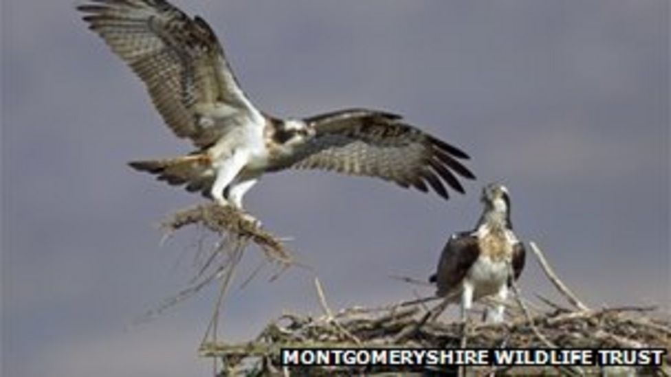 Two osprey chicks hatch in Dyfi Valley - BBC News