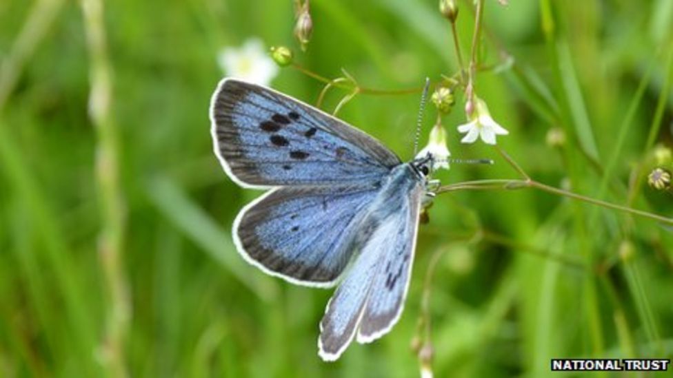 Somerset's Large Blue butterfly slowed by cold spring BBC News