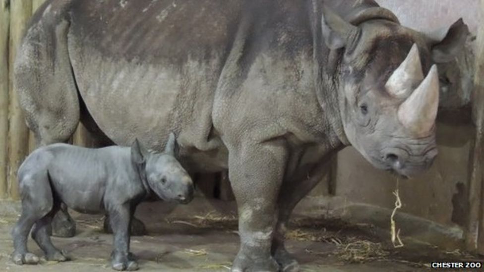 rhino star Zuri gives birth BBC News