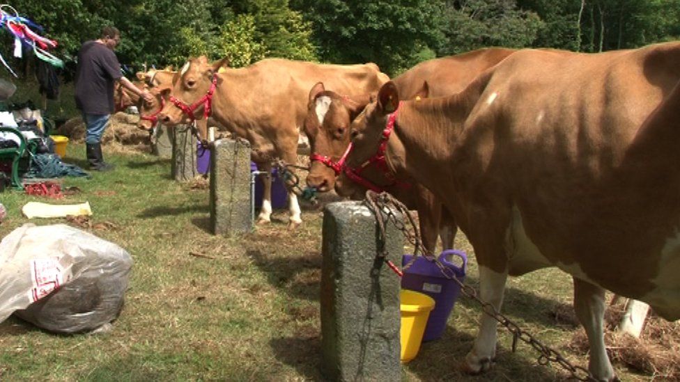 Cows at 100th Royal Guernsey Agricultural and Horticultural show in Saumarez Park