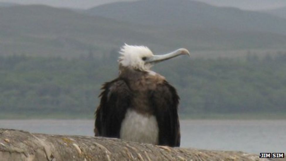 Rare Ascension frigatebird recorded on Islay - BBC News