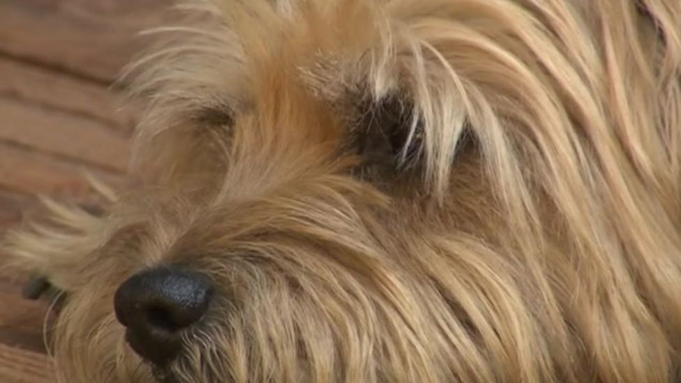 Dogs Trust Essex first 'resident' is a tabby cat BBC News