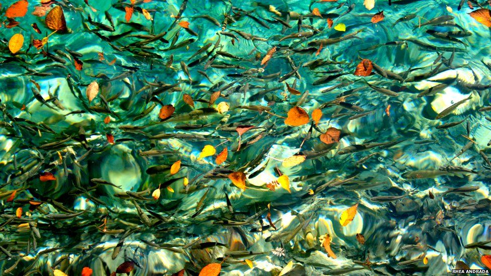 A school of fishes in one of the lakes in Jiuzhaigou Valley