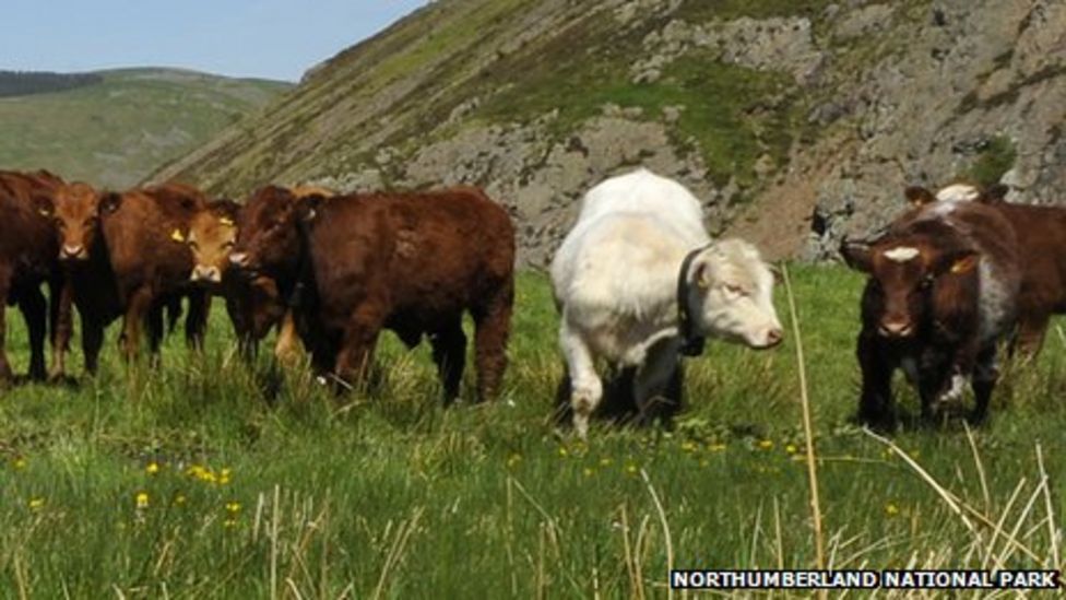 Cheviot cattle swap cow-bells for GPS tracking - BBC News