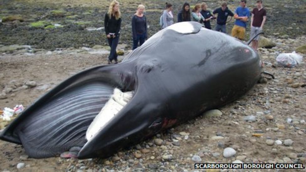 Scarborough whale death: Post-mortem test held - BBC News
