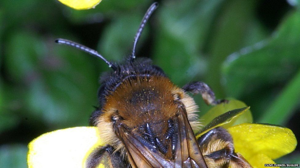 Larvae on bee. Pic: Clive Turner