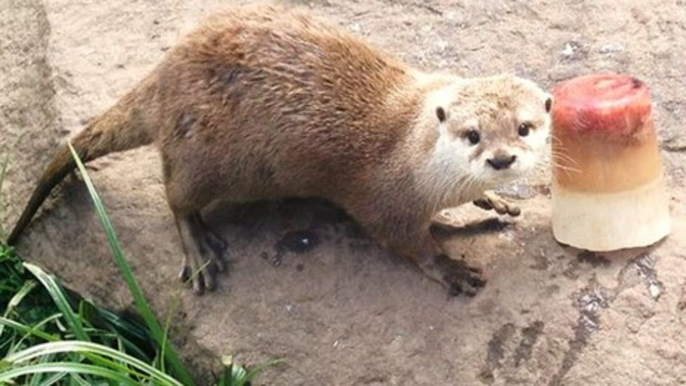 Lollies cool hot otters at Blue Planet Aquarium - BBC News