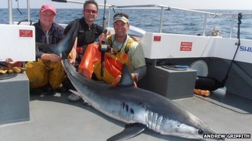 Mako shark caught off Pembrokeshire by Julian Lewis Jones and crew