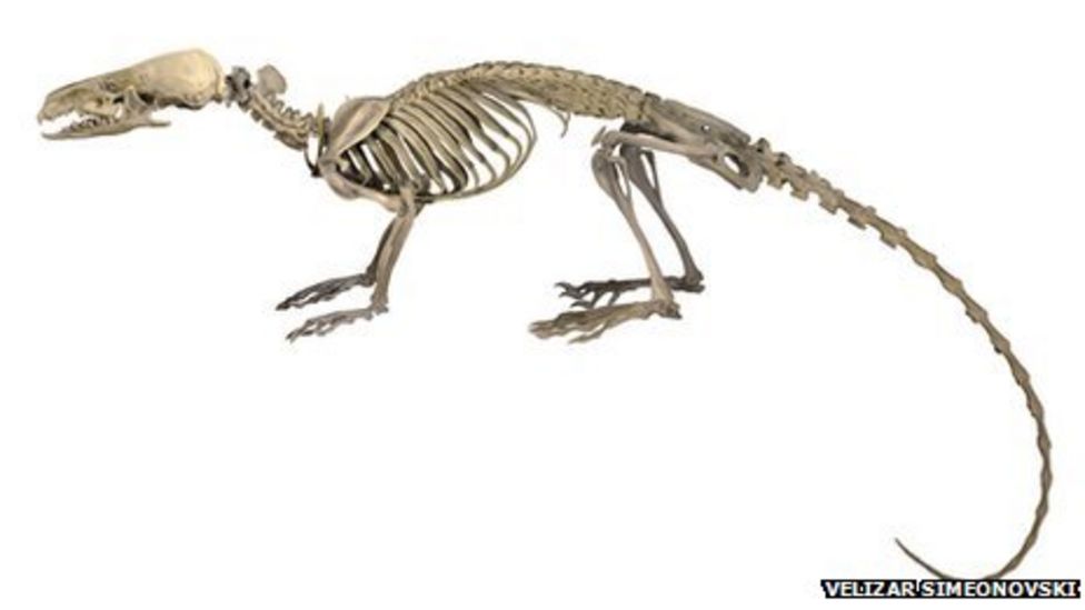 New species of superstrong 'Hero Shrew' discovered BBC News