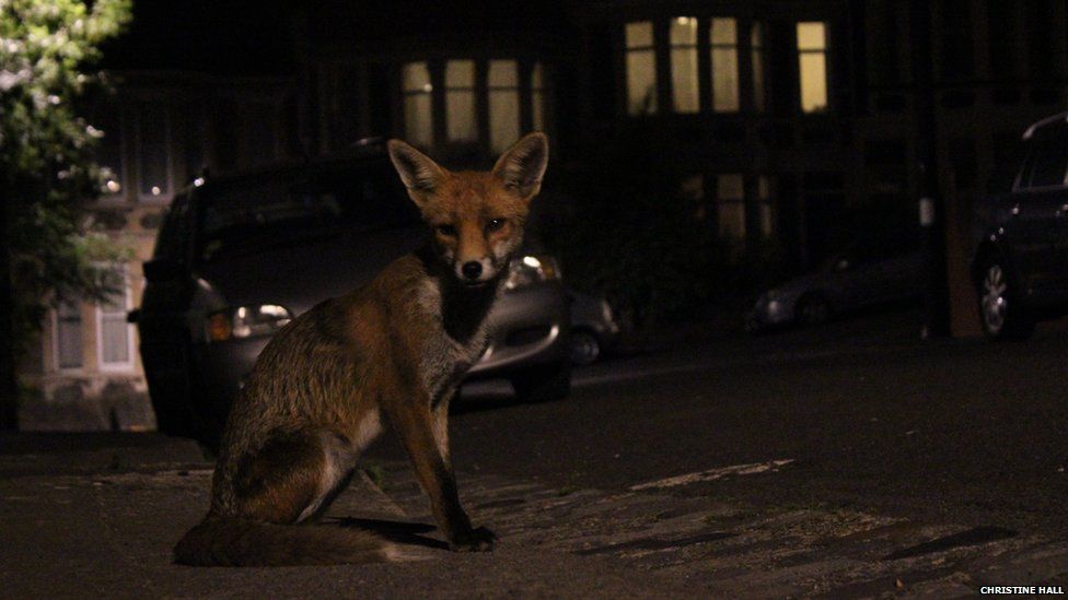 Fox