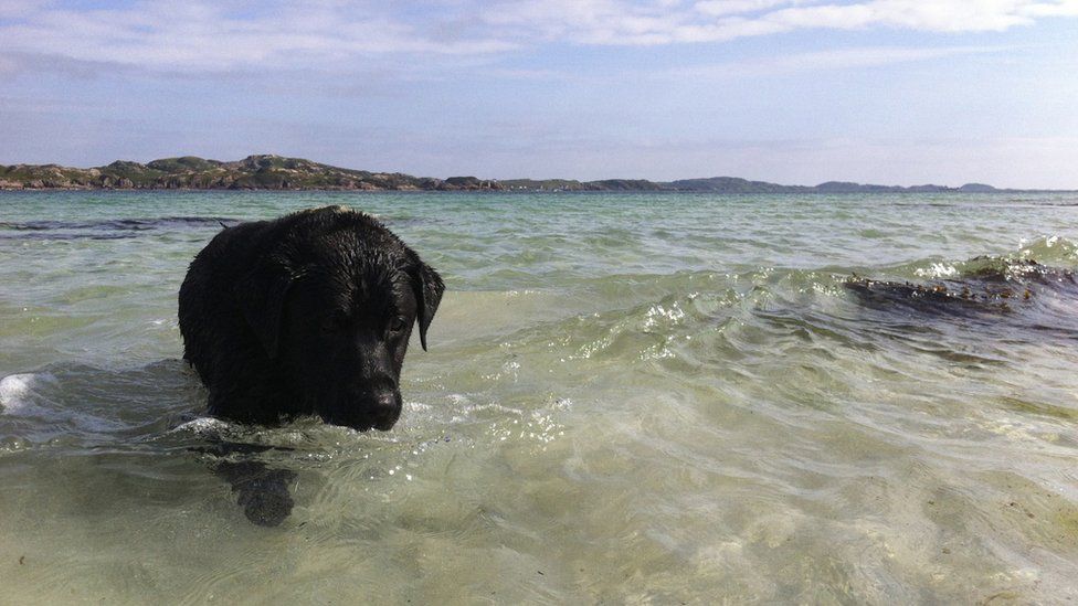 Dog in sea