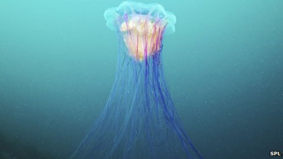 Warm weather sees boom in UK jellyfish blooms - BBC News