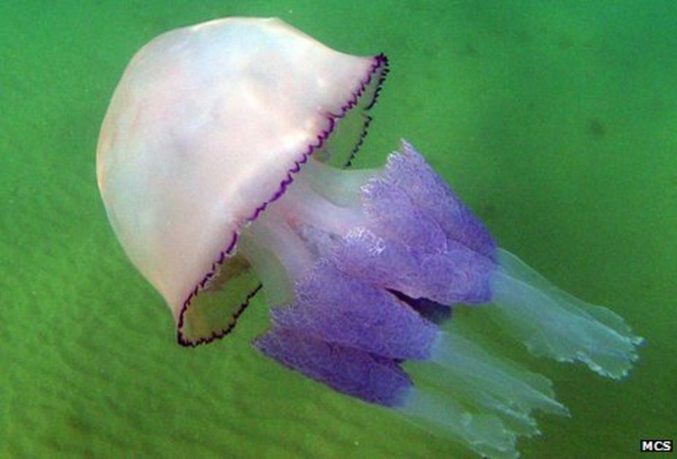 Warm weather sees boom in UK jellyfish blooms - BBC News